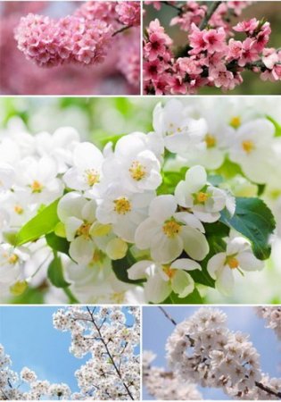 Обложка Фото - Цветущая вишня и сакура (54 шт)